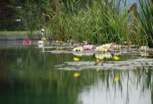 Solarpumpe Schwimmteich