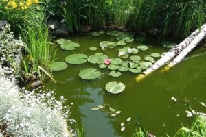 schlammsauger fuer teich