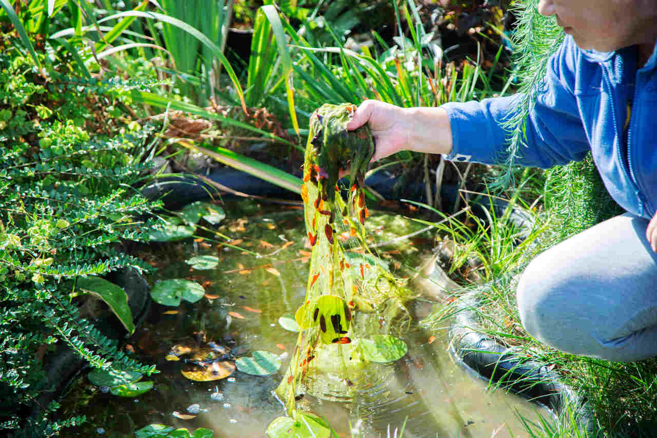 Gartenteich reinigen