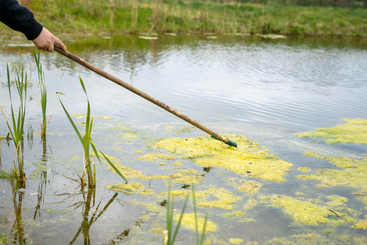 Algen im Teich entfernen