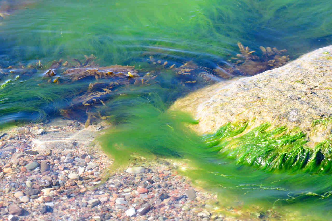 Algen im Teich beseitigen