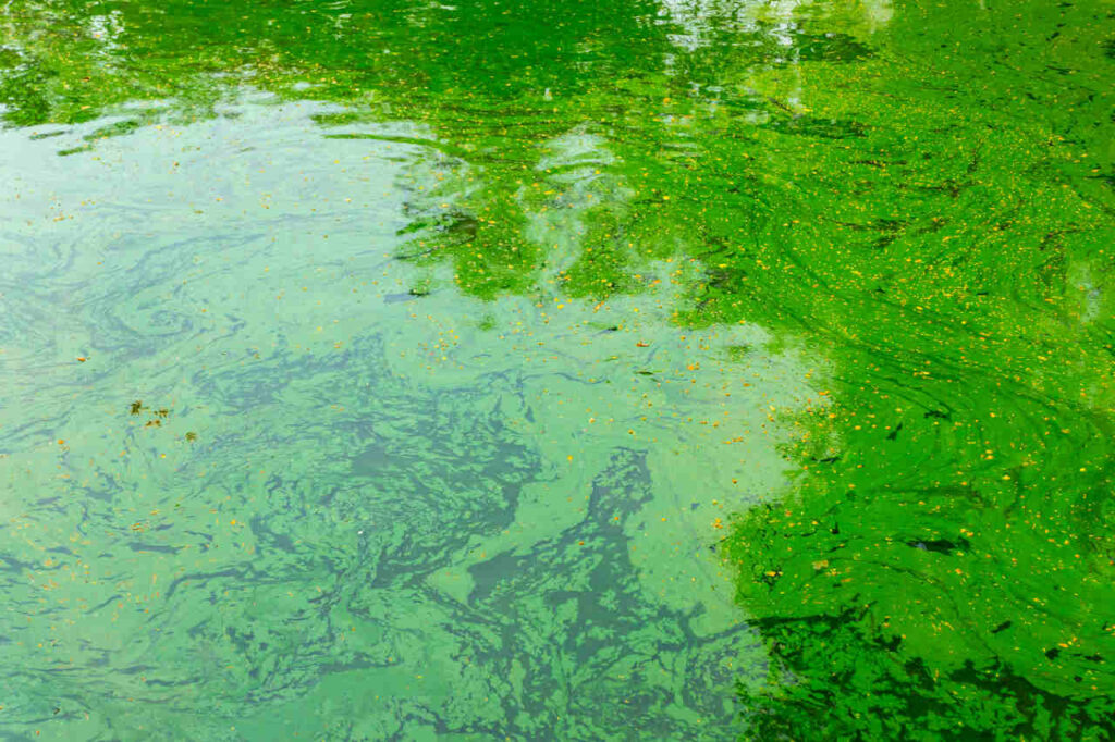Algen im Teich entfernen Anleitung zur schnellen Hilfe