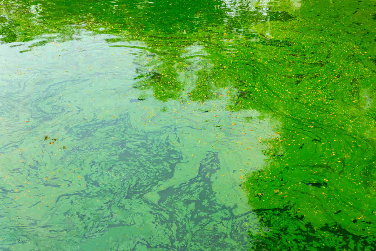 Algen im Teich entfernen