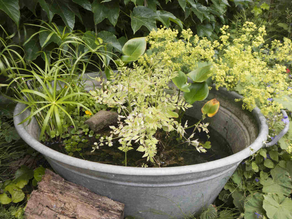 Kleiner Gartenteich ohne Pumpe So funktionierts
